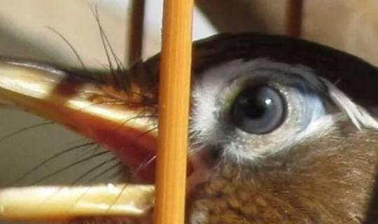 除了走路去遛鸟,还可以通过骑车遛鸟,让画眉鸟适应人类的交通工具