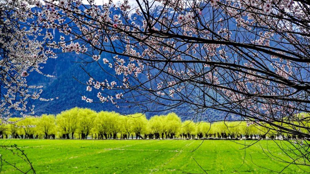 如果春天只能去一个地方,那就去西藏吧_桃花_自然环境_雪山