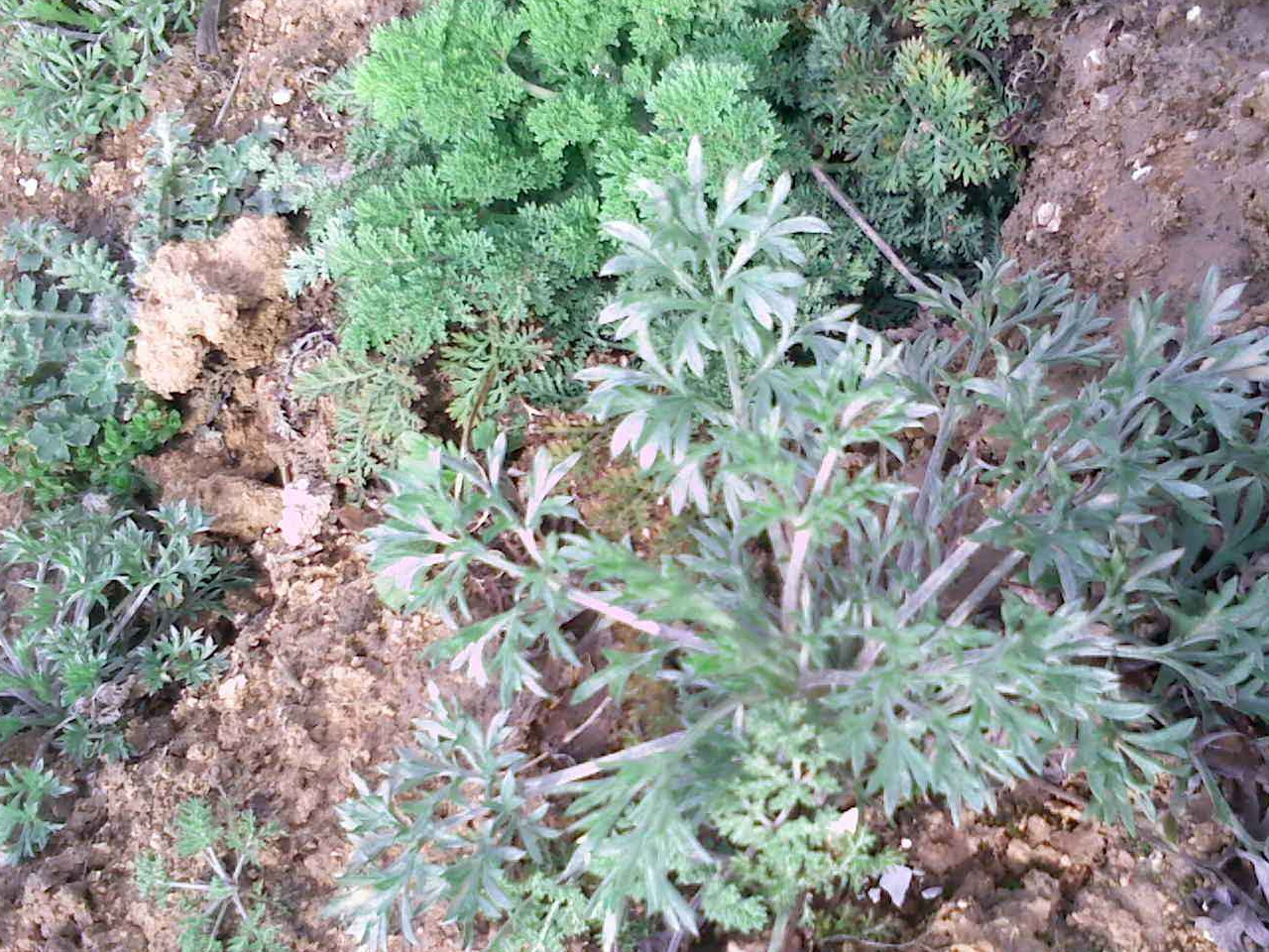 吃"它"农村的稀罕菜比肉香,尤其适合老人吃,降三高_时候_野菜_野草