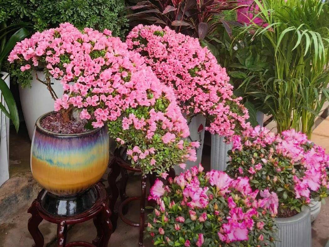 客厅一盆杜鹃花走红太美了品味不俗