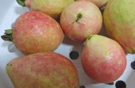 原创这果形似梨但比梨脆甜可口现在正当季这做法喝完忘不了