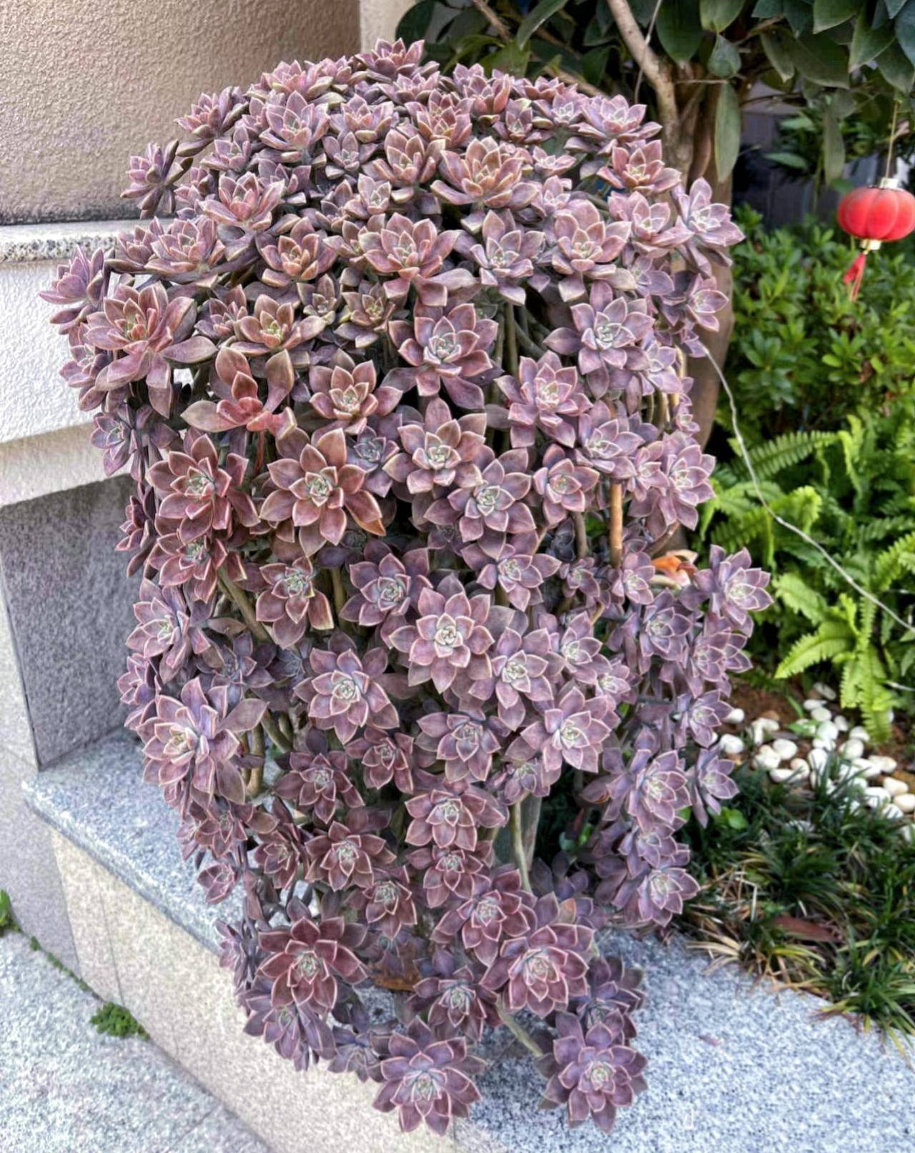 10种多肉好养又耐看