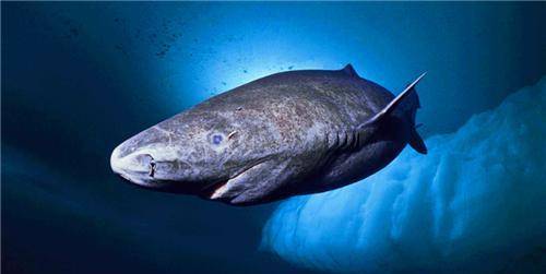 原创被死神遗忘的鲨鱼现400岁从明朝活到现如今让无数人好奇