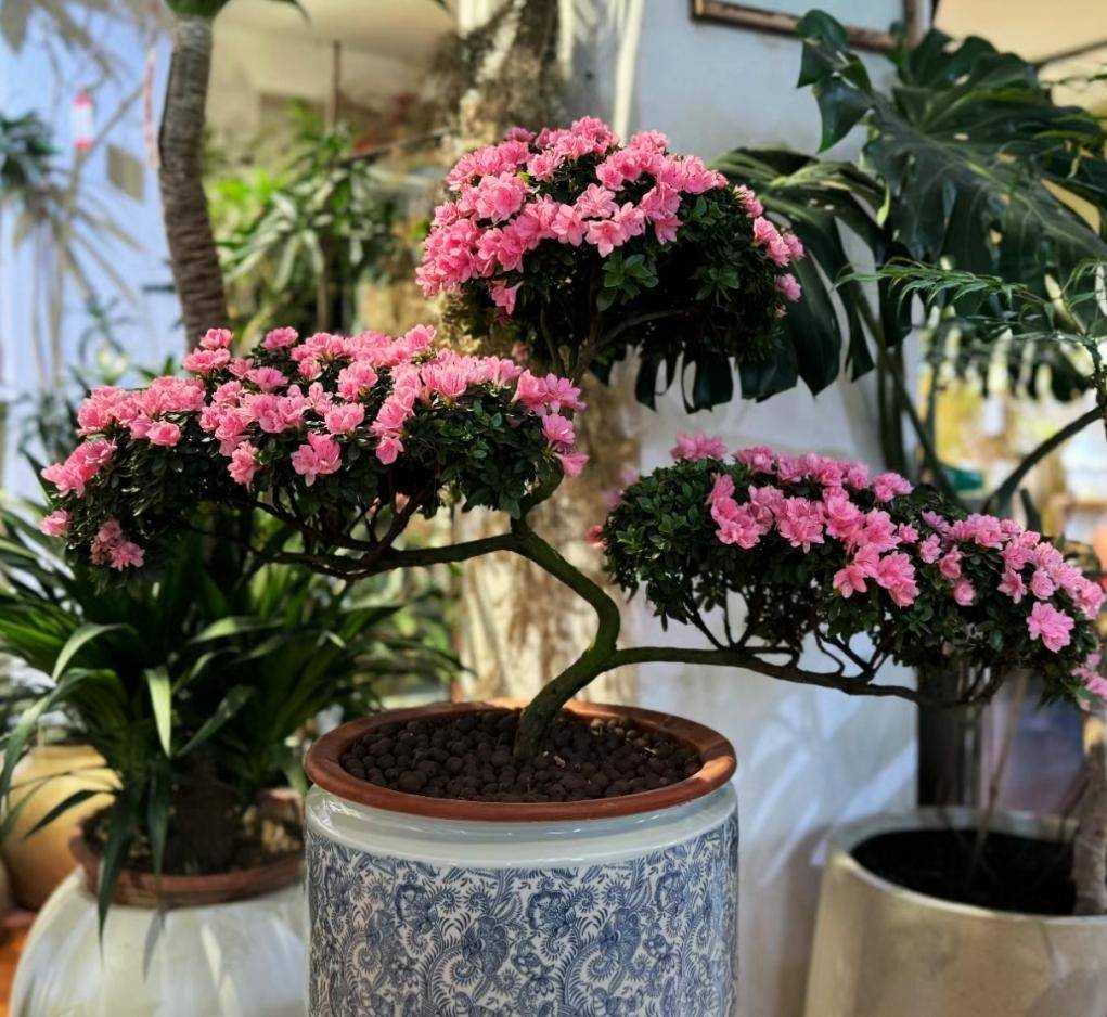 客厅一盆杜鹃花走红太美了品味不俗