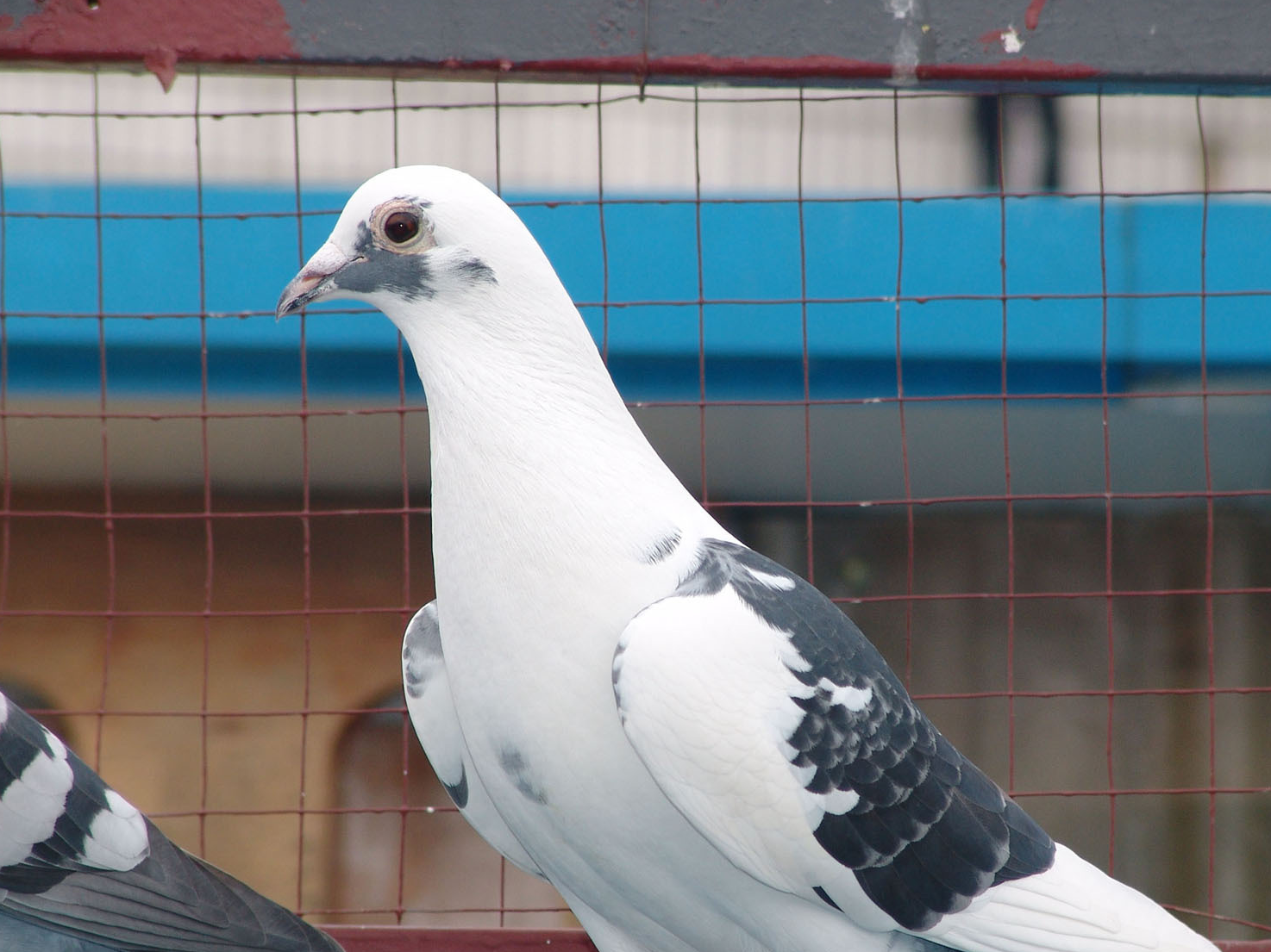 赛鸽为什么会出现血条?_鸽子_羽毛_时候