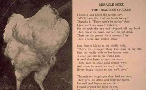 原创史上最顽强无头鸡活蹦乱跳18个月每月还挣4000美金后来怎样