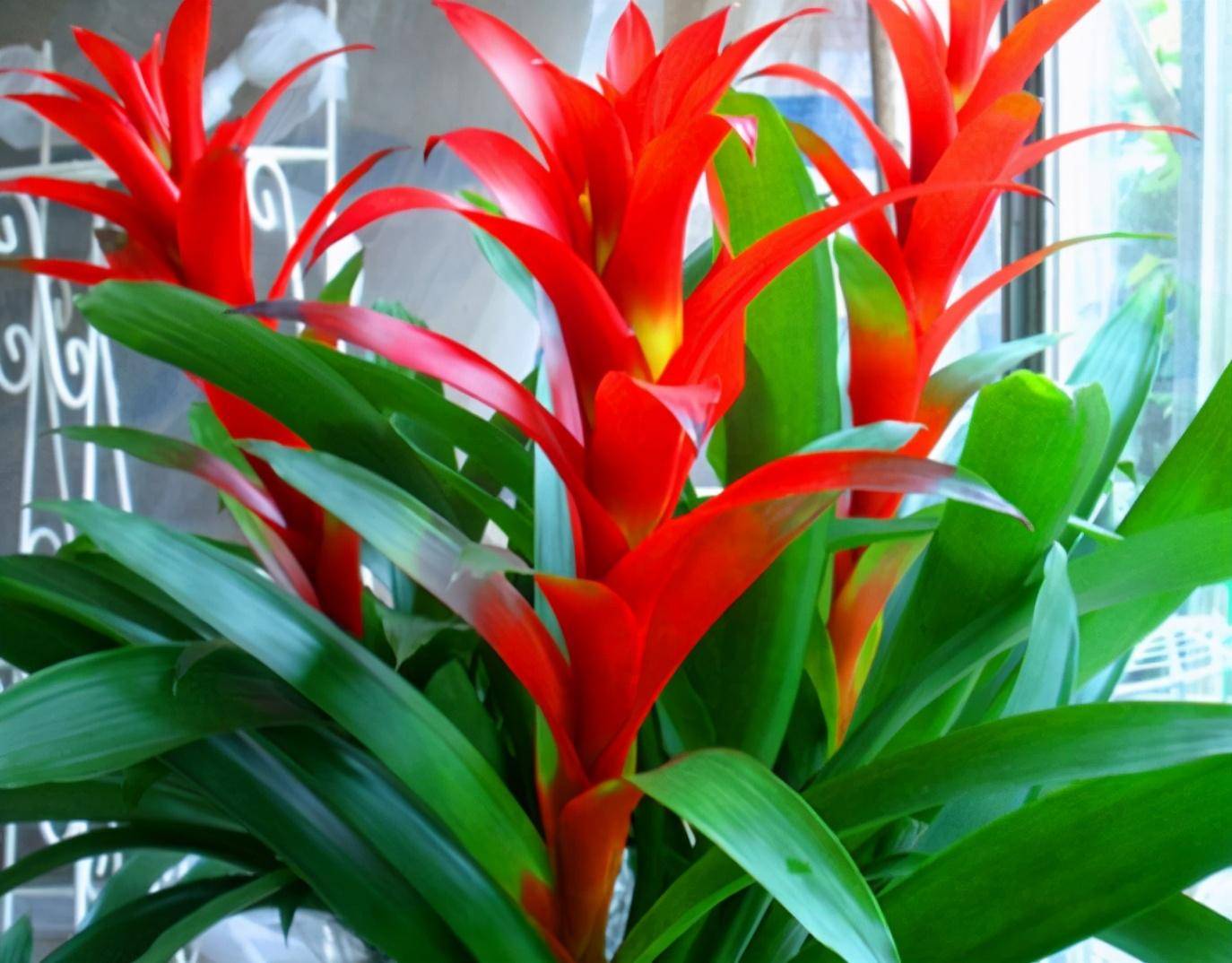 鸿运当头摆放哪里最好,鸿运当头摆放在客厅财位上最好