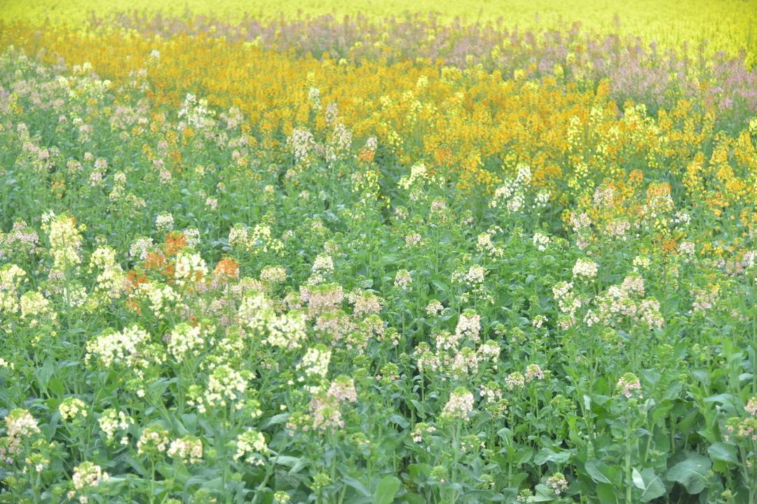 上春山,下田野,快来洪雅油菜花田里找春天吧