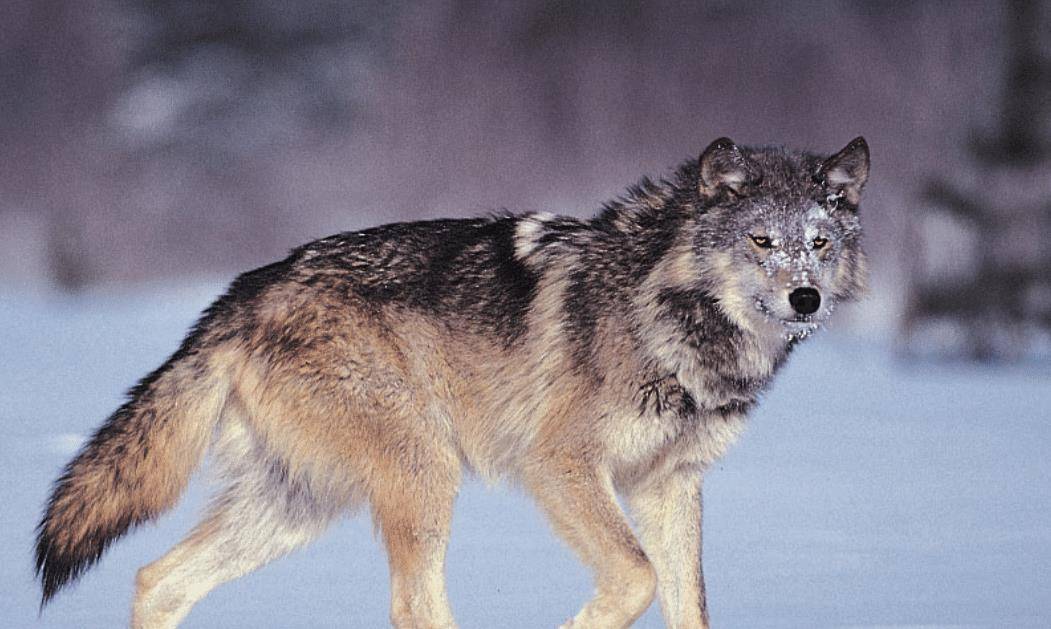 原创猫交配时为何叫声都很凄惨人类与猫科动物有哪里不一样呢