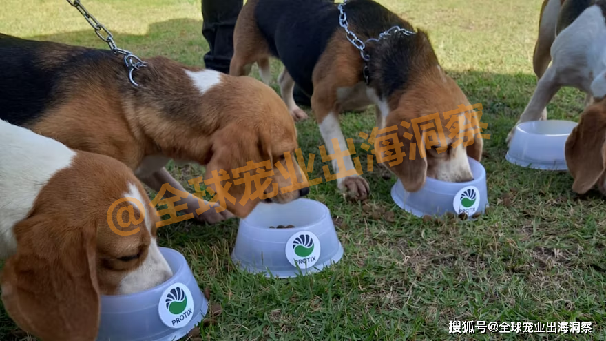 减少口臭改善犬类口腔健康宠物食品市场又一个新机会