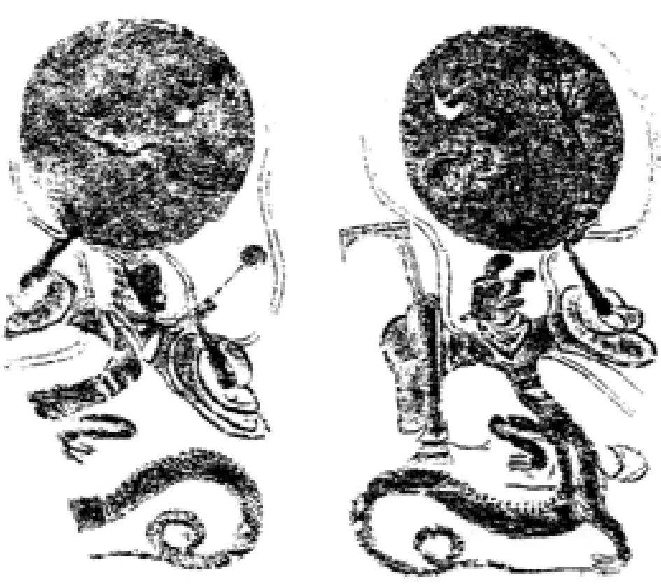 中国龙从哪里来