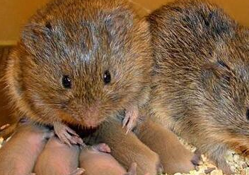 原创草原田鼠是迄今为止最丰富的哺乳动物