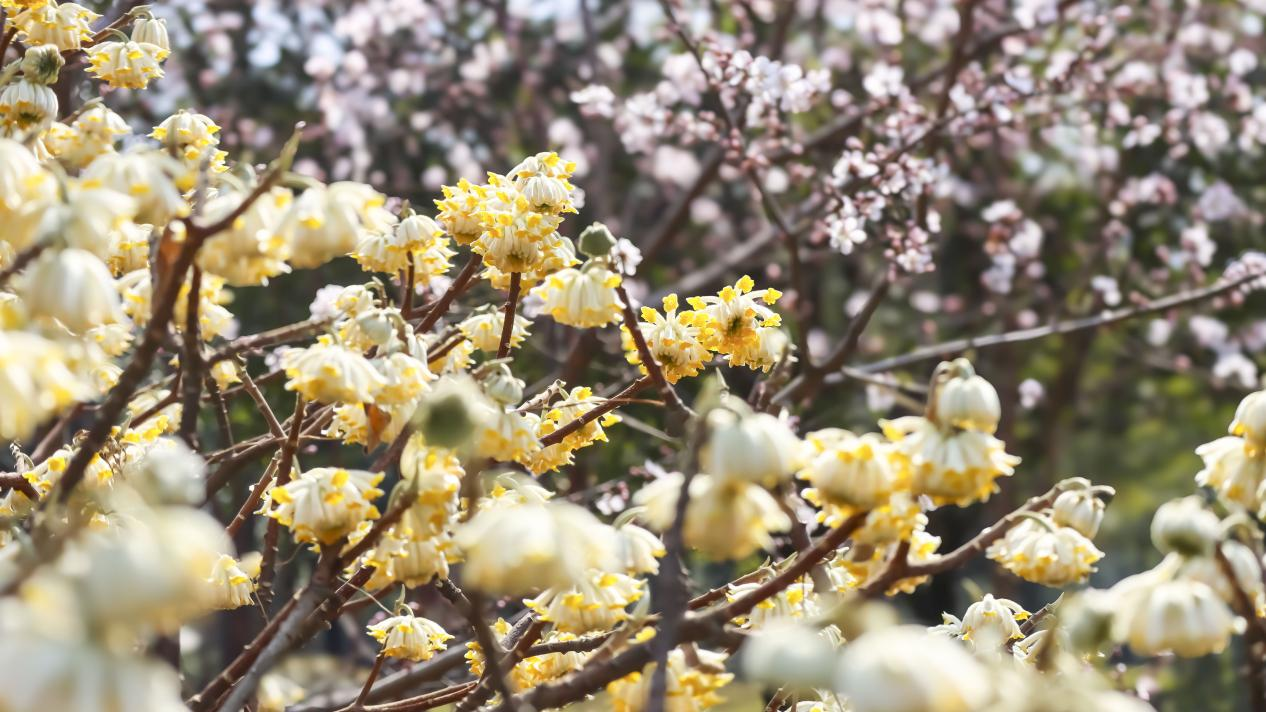 结香花图片高清图片