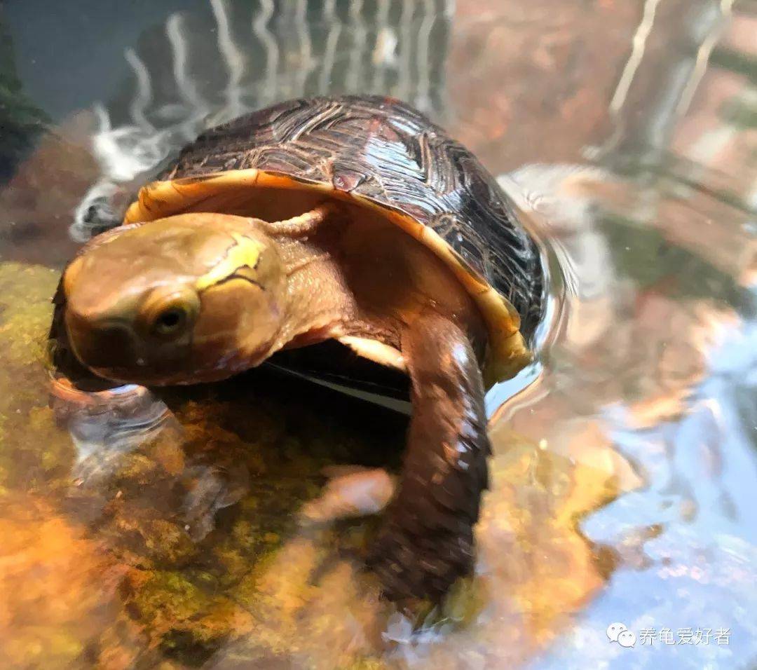 发色秘诀大揭秘黄缘箱龟蛋龟黄喉惊艳变身科技狠活助你养宠成大师