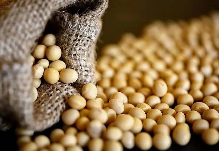 豆粕反弹明显天气不好全球大豆产量预期下调136万吨