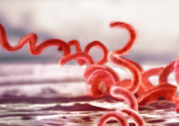 原创梅毒传染期身体可能会露出3个破绽尤其是00后要擦亮眼睛了