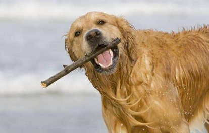 原创老狗是宝护理大龄金毛的四个细节