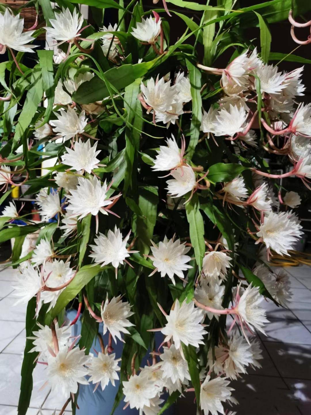 昙花盛开能有多美_html_http_www