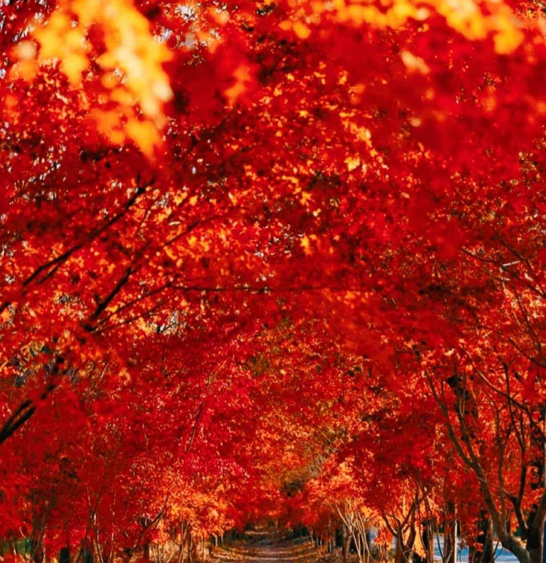 北京最红的红枫树在哪里_www_html_http