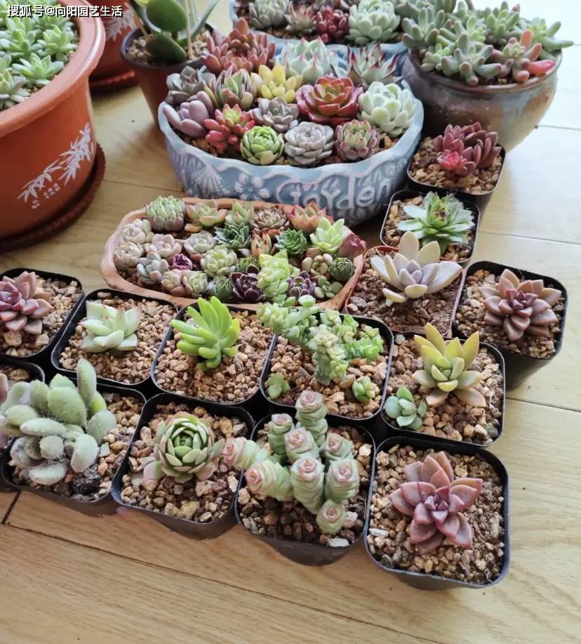 花盆里_养护_根系