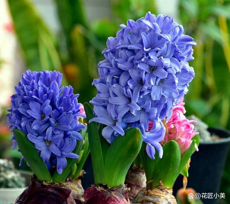 适合在冬天种植的35种花