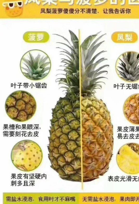 原创菠萝和凤梨傻傻分不清只需3招轻松辨别不再被奸商忽悠