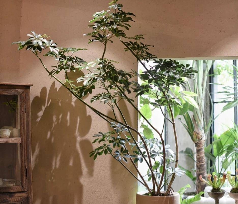 11种造型优美的绿植盘点_html_盆栽_艺术