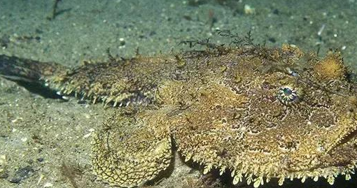 4种外貌奇丑无比的海鲜味道却特别鲜美你吃过几种