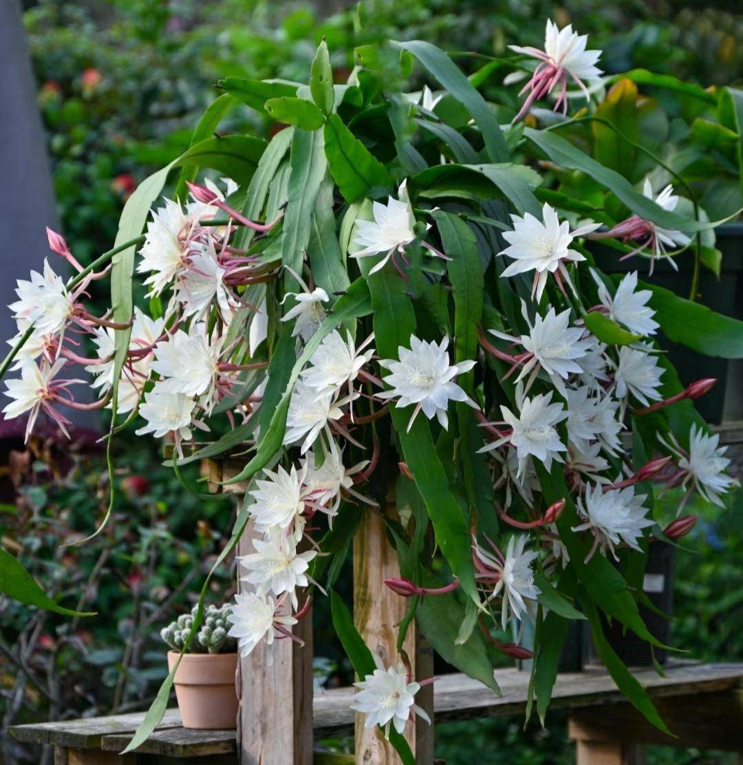 昙花盛开能有多美_html_http_www