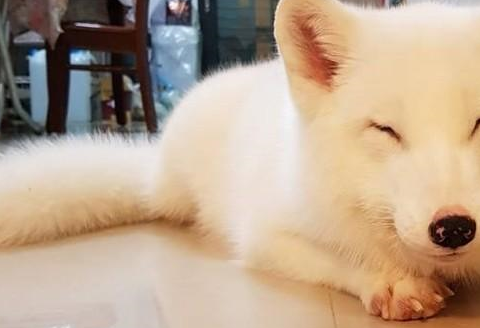 原创超仙雪狐波卡小时候像老鼠妈曝饲养血泪一点都不梦幻