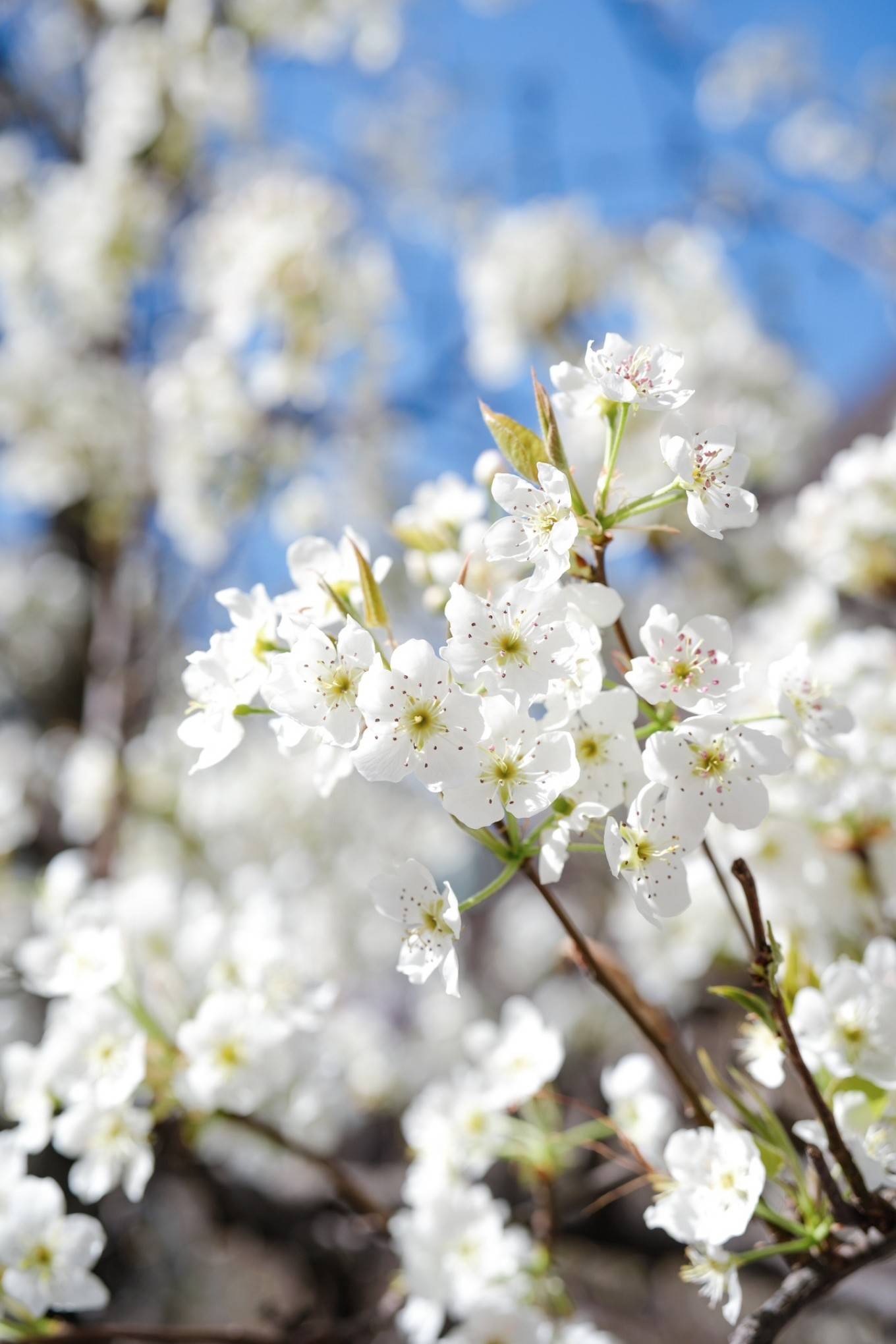 神仙包:到金川看梨花必去之处!