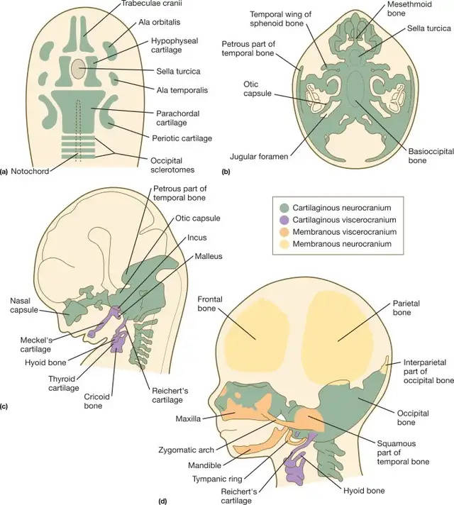 原创嘴强王者为啥你的嘴5亿年都是上下开口而不是左右开合