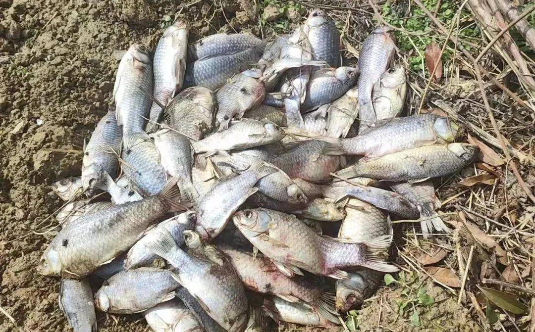 江西草鱼苗赤皮,凸眼每天损耗200多条_水体_免疫力_死亡
