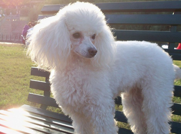 原创贵宾犬怎样正确的训练训练的方法新手要注意的