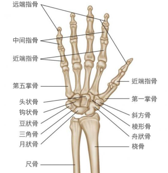 正常人的右手腕骨图片图片