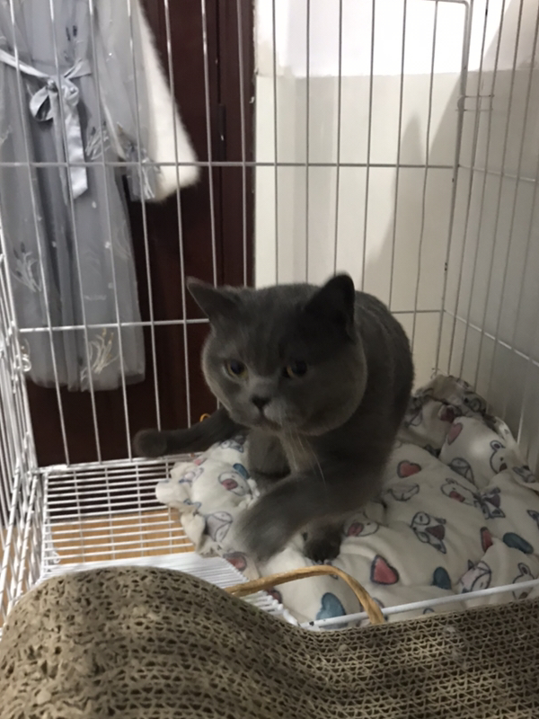 放风时间到了这是一只向往自由的蓝猫