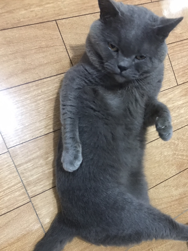 放风时间到了这是一只向往自由的蓝猫