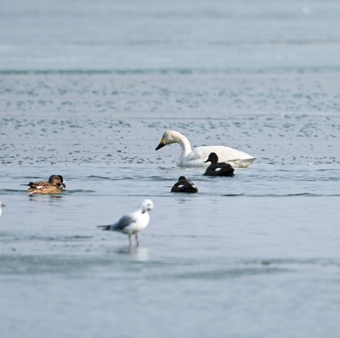 【银川文旅集团·春游】百鸟归来,赠予春色满园_湿地_保护_鸟类
