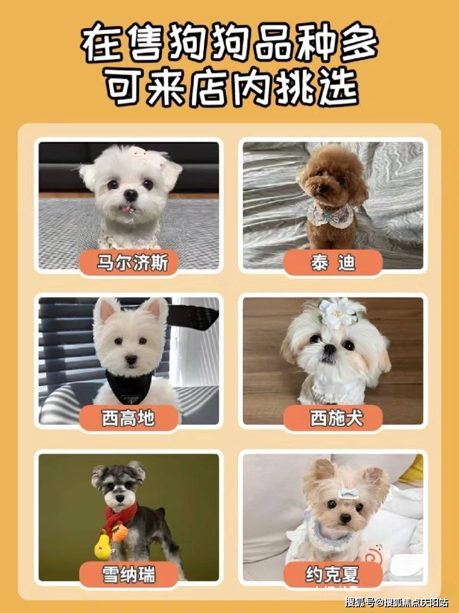 上海比熊犬购买指南推荐安全可靠的实体店供您挑选