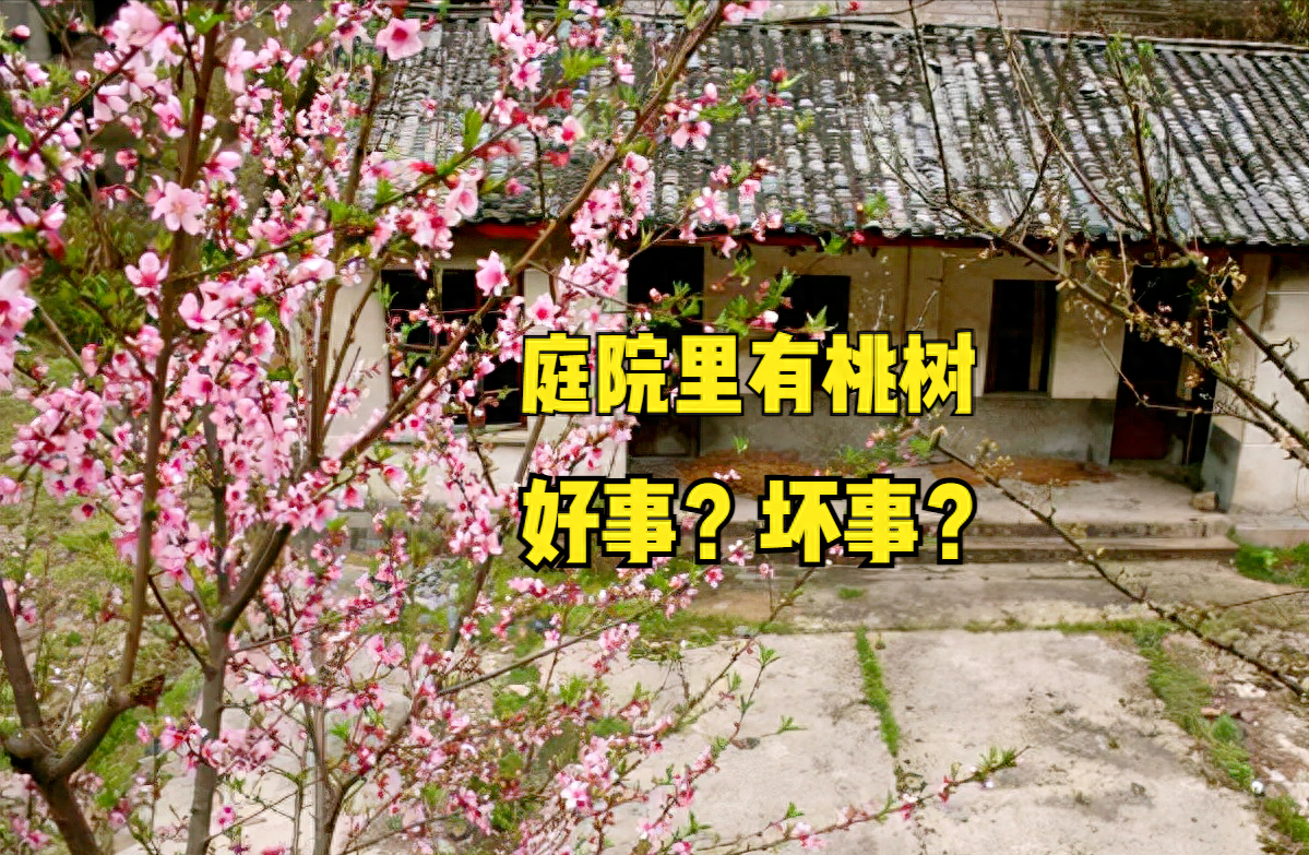 种植桃树有哪些讲究?