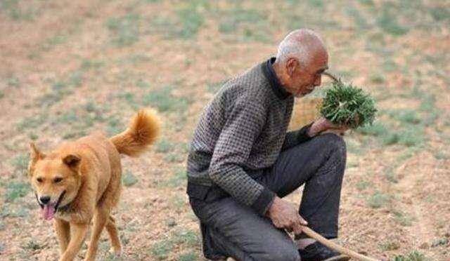 原创吃草奇人龚清孝34年吃了40吨草妻女无法忍受他人流言离他而去