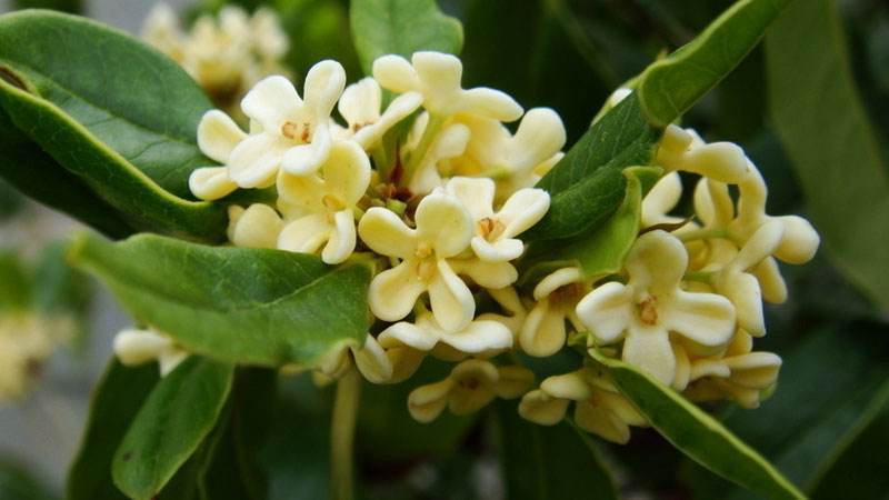 有院子就种这3棵树,老祖宗的吉祥话不得不信_桂花_种植_树木