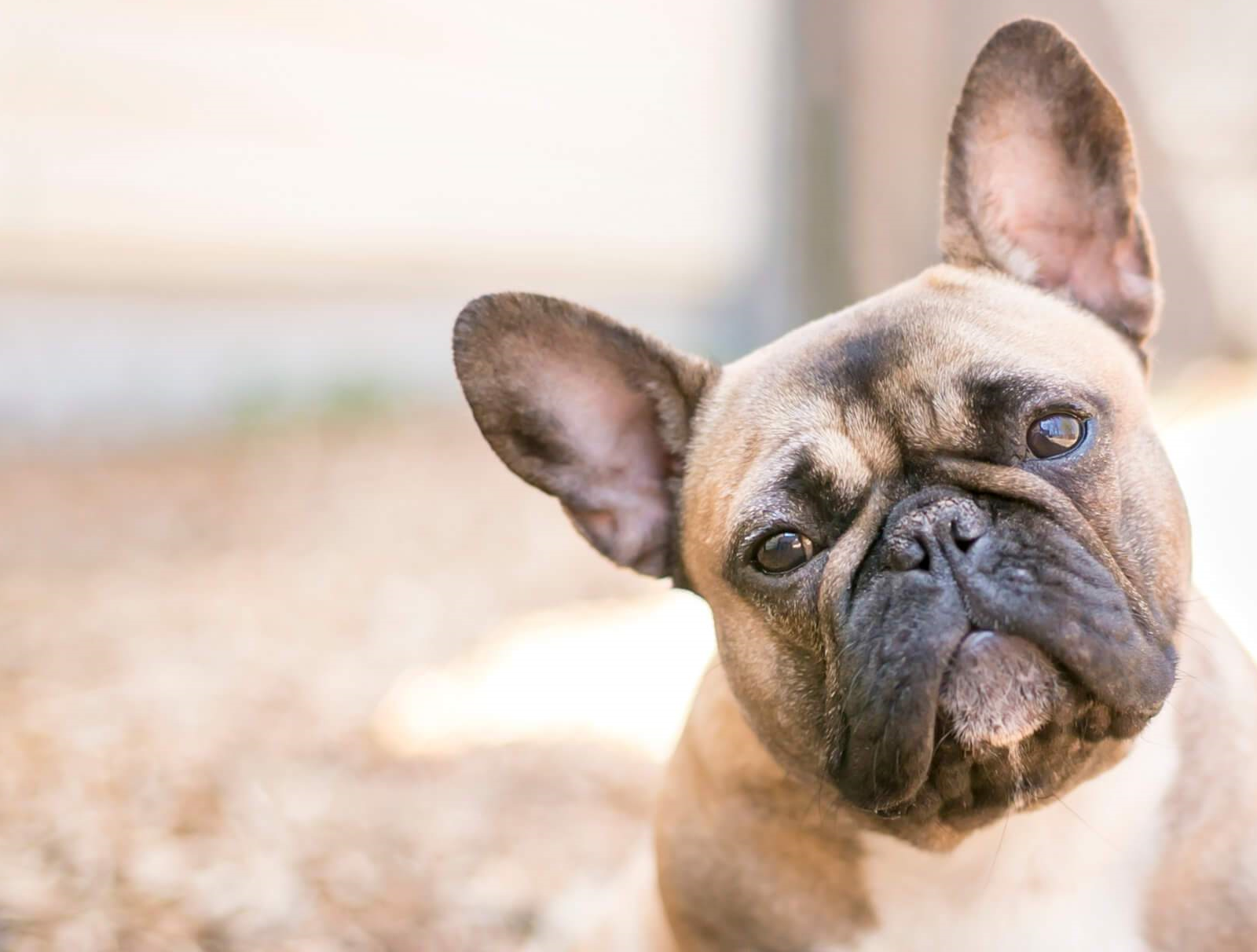 原创法斗的价格高达数万元究竟贵在哪看完这4点你还会说它贵吗