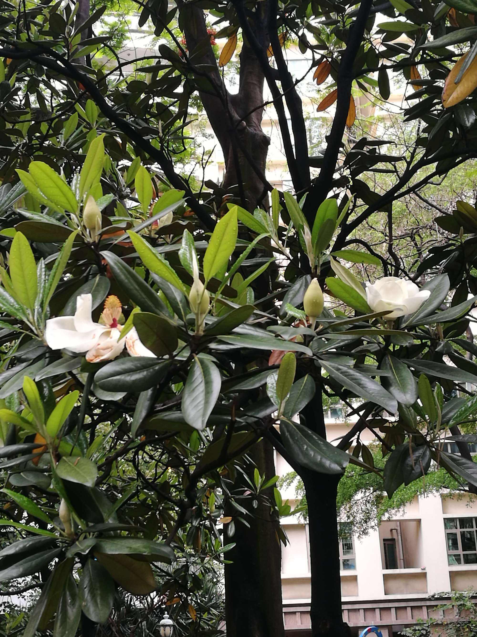 有院子就种这3棵树,老祖宗的吉祥话不得不信_桂花_种植_树木