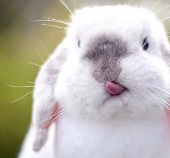 科学照顾你的小可爱,垂耳兔喂养指南,你了解了吗_兔子_成年_干草