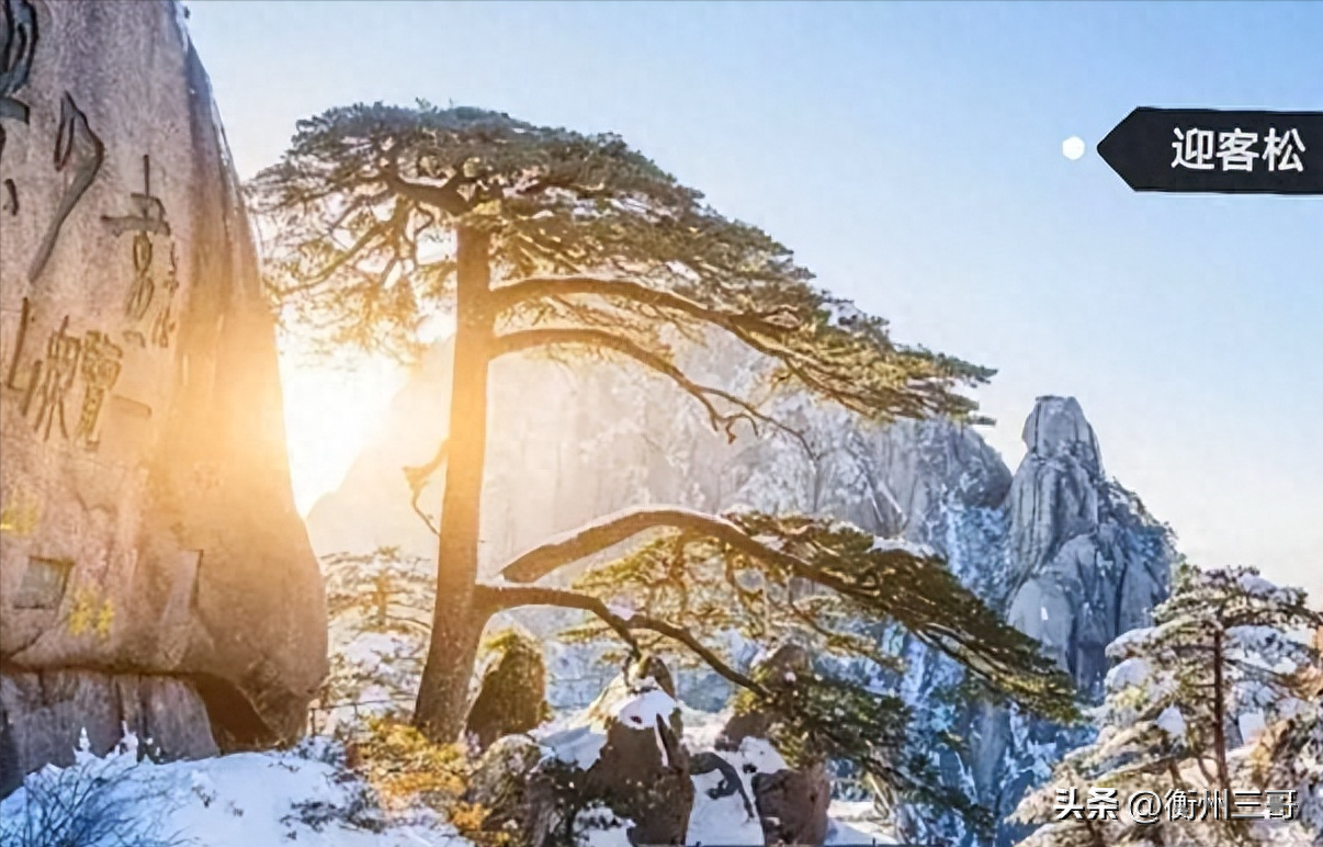 地球上最神奇的10棵树中国独占5席其中竟有9000年高龄小树惊艳亮相