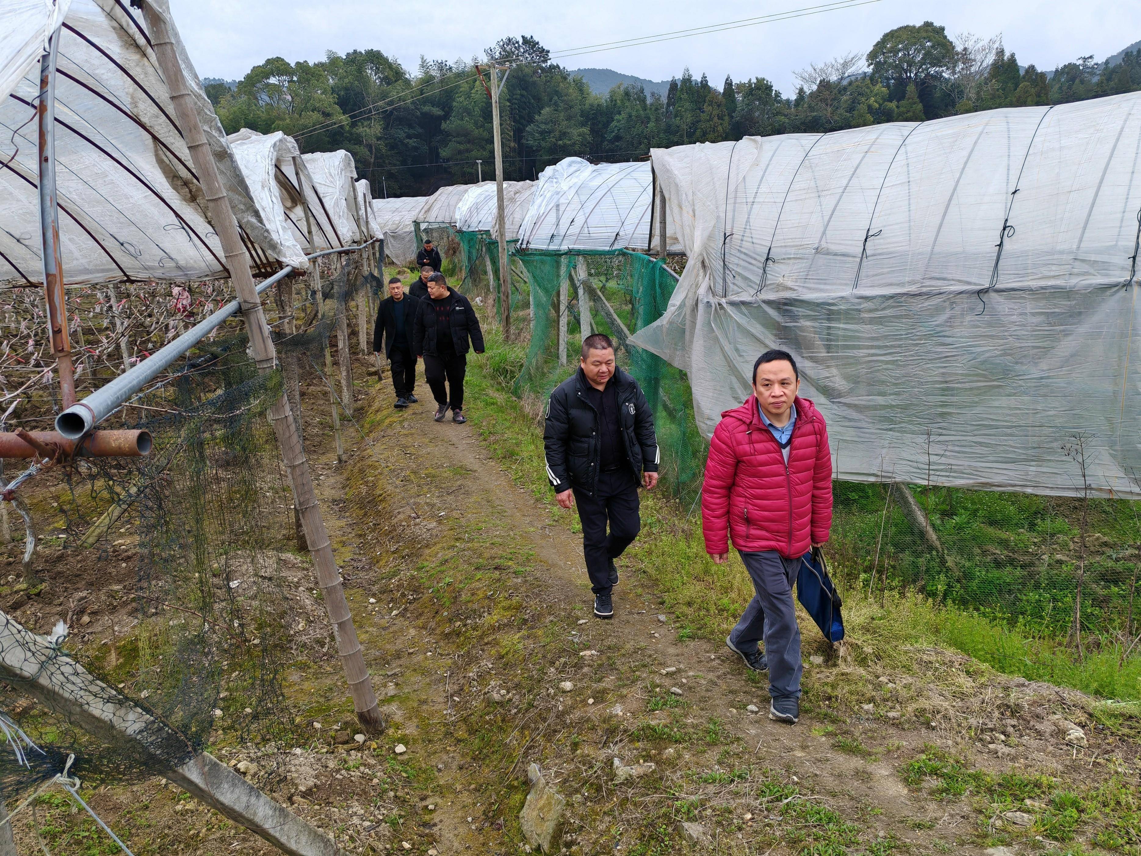 国家航天育种成果转化中心沈新榕一行到霞浦县柏洋乡调研葡萄产业