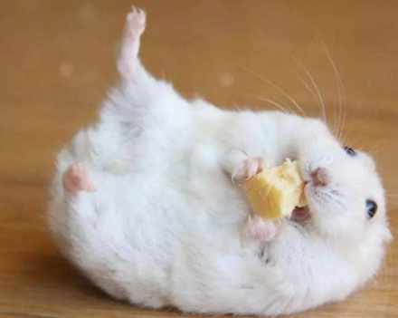 临近夏天仓鼠掉毛厉害,不用担心这很正常,其实掉毛还可能因这些_毛发_