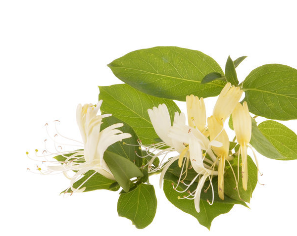 金银花泡水喝的功效?5种用法能治5种病_食用_治疗_体质