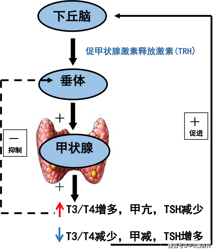 甲状腺做什么检查图片